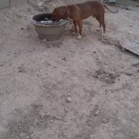 شکاری ۱۵ ماهه مخصوص پرنده و شکار ردزن|سگ|آشخانه, |دیوار