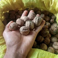 گردو جنگلی|خوردنی و آشامیدنی|دوزین, |دیوار