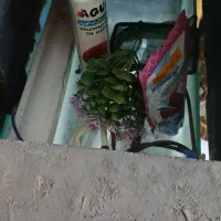 آکواریوم سالم با وسایل|ماهی|فردیس, شهرک ۱۱۰|دیوار