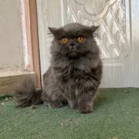گربه بریتیش لانگ هیر نر جفت یابی