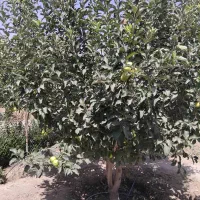 باغچه ۴۳۲ متری سنددار، احمد آبار، روستای رضی آباد