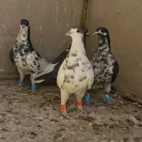 پرشی بشرط چاقو