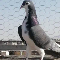 کفتر وکبوتر صید رنگه|پرنده|فردوس (خراسان), |دیوار