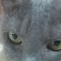 گربه ماده راشن بلو سلطنتی