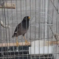 مرغ مینا|پرنده|قزوین, |دیوار