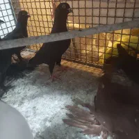 کبوتر|پرنده|خسروشاه, |دیوار