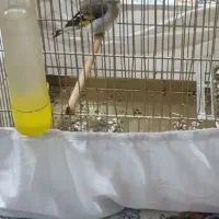 سره کرمونی|پرنده|محمدشهر, محمدشهر|دیوار