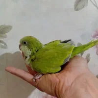 جوجه راهب پسته ی ماده نرمه خور