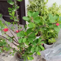 گل طبیعی|حراج|لاهیجان, آهندان|دیوار