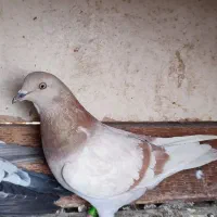 کبوتر شکار شازده هما دمگیر زره ای پلاکی سرور