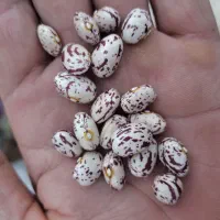 لوبیا چیتی