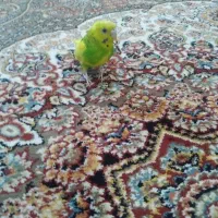 مرغ عشق خانگی