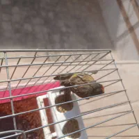 سره گلبسر|پرنده|برخوار, |دیوار