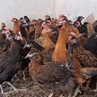 جوجه خروس و جوجه مرغ محلی  باری دمتخم در شیراز|حیوانات مزرعه|شیراز, ده پیاله|دیوار
