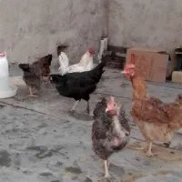 مرغ و خروس ..تخم گذار|حیوانات مزرعه|قم, شهرک فاطمیه|دیوار