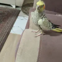 پرنده|پرنده|رشت, توشیبا|دیوار