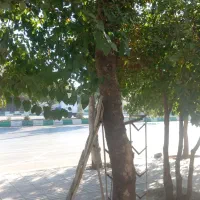 باغ گردو شهرک جعفراباد