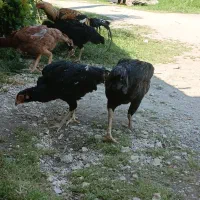 فروش مرغ لاری