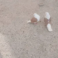 رنگی درجه یک عطیقه