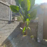 گل بابا آدم بزرگ بیش از 3متر|گل و گیاه طبیعی|رحیم‌آباد, |دیوار