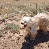 سگ پاکوتاه|سگ|زنجان, |دیوار