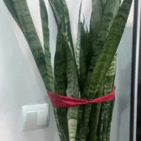 گل سانسوریا