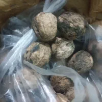 گردو عالی بازفت