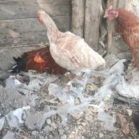 مرغ محلی و شاخدار|حیوانات مزرعه|توتکابن, |دیوار