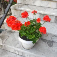 شمعدونی درشت پاکوتاه