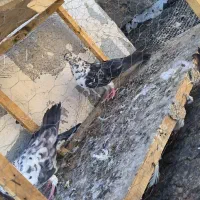 سلام تعدادی کفتر پرشی
