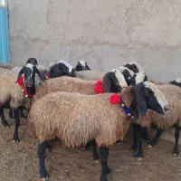 گوسفند میشه شال