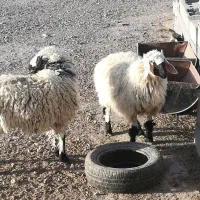 گوسفند گم شده