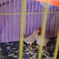 فنچ|پرنده|تربت جام, پاسداران|دیوار