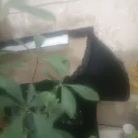141 تخت سیستم