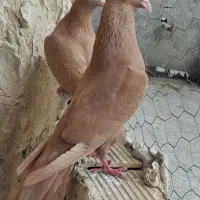 کفتر کبوتر زرد سار پشت سرخ کویتی