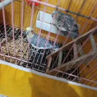 عروس هلندی مولد