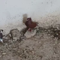 گله کبوتر|پرنده|خرم‌آباد, |دیوار