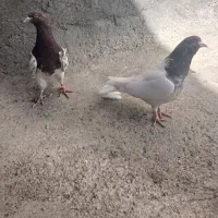 کبوتر کله قرمز