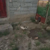 جوجه غاز محلی