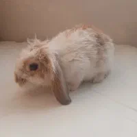 خرگوش