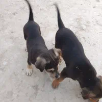 سلام علیک فروش ۲سگ پاکوتاه نر درساربوک