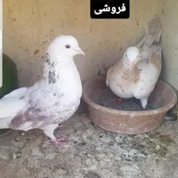 کفترپرشی|پرنده|تهران, یافت آباد جنوبی|دیوار