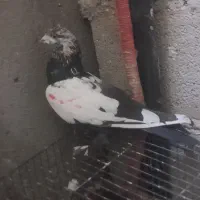 کبوتر|پرنده|تبریز, |دیوار