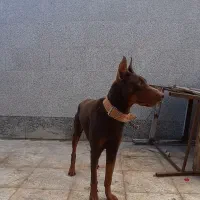 دوبرمن نر یک ساله