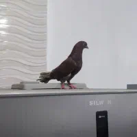 کبوتر تهرانی تاب