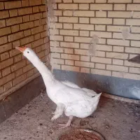 بوقلمون ماده و قو غاز نر|حیوانات مزرعه|زابل, |دیوار