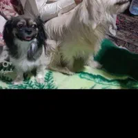 جفت نر و ماده با سه توله باقیمت خوب واگذار می‌شود