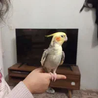 عروس هلندی دستی با قفس