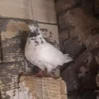 کفتر تهرانی