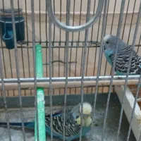 مرغ عشق جفت خورده مولد